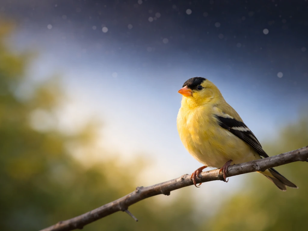 Bright daytime songbird perched beside a faint twilight sky split suggesting day vs night meaning.