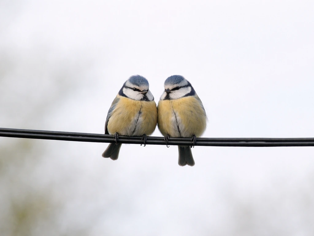 Two small birds perched side by side on a power/telephone wire against a pale sky.