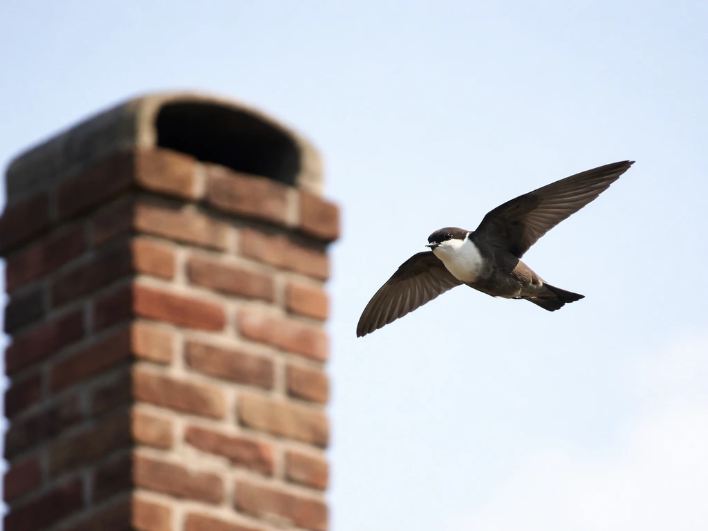 A chimney swift flying near a tall brick chimney against a pale sky.